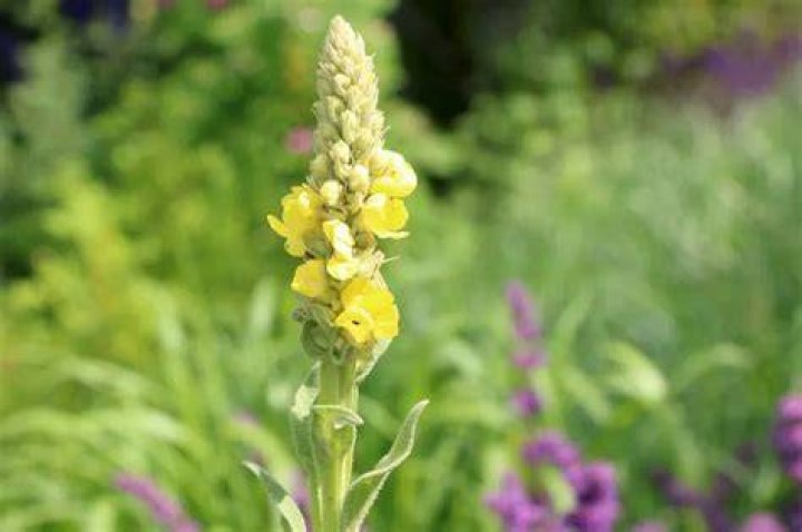 Is mullein poisonous