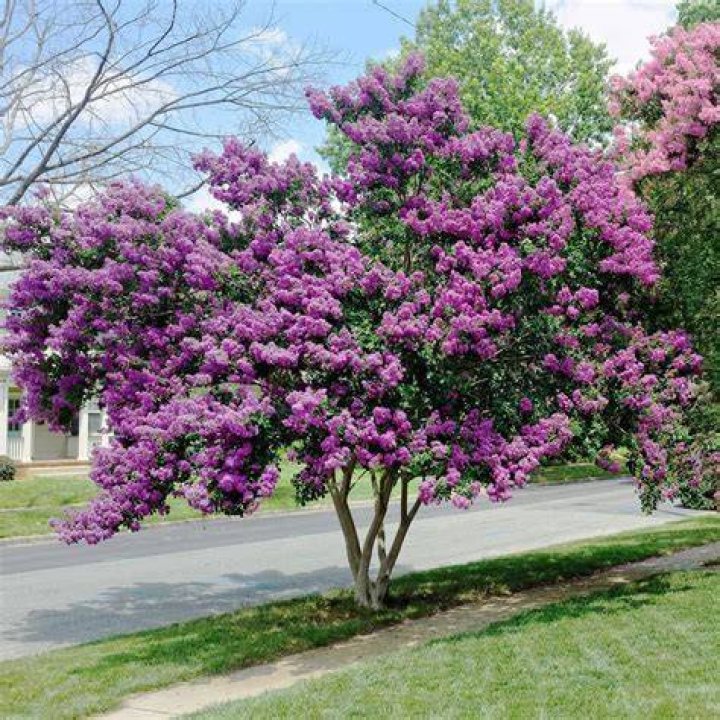 Is Myrtle a perennial