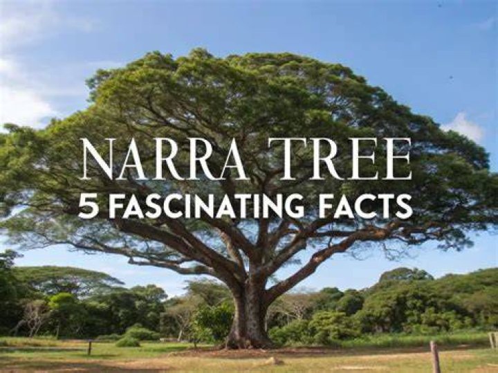 Is narra wood strong