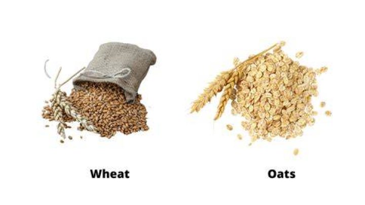 Is oats made of wheat