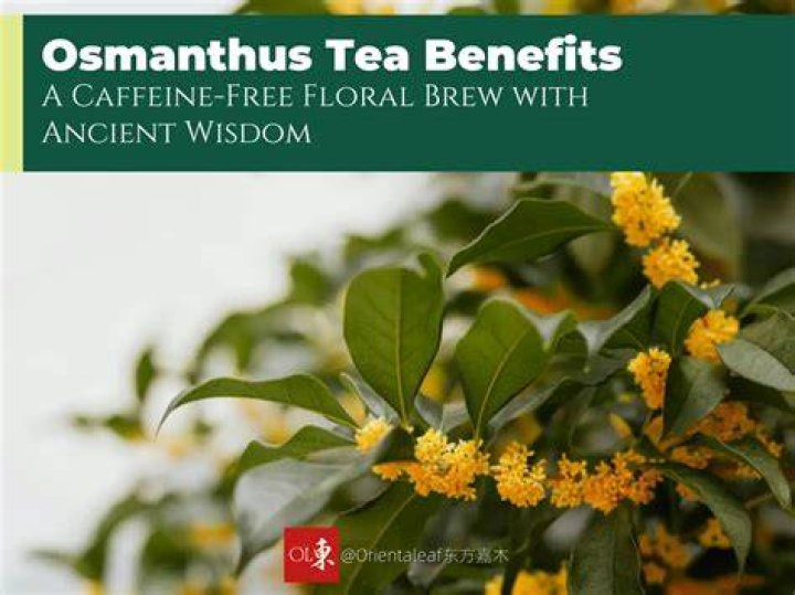 Is osmanthus tea safe