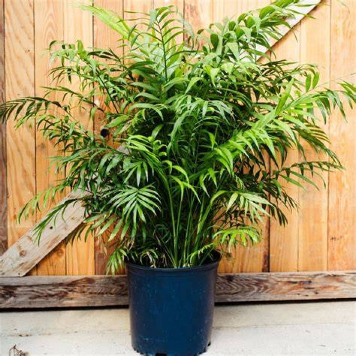 Is Palm Neanthe Bella