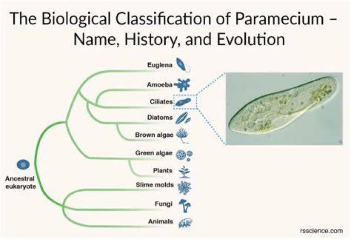 Is paramecium a fungi