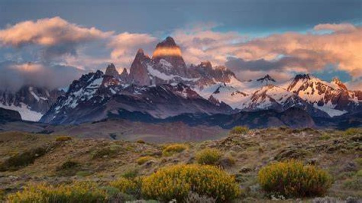 Is Patagonia a flower