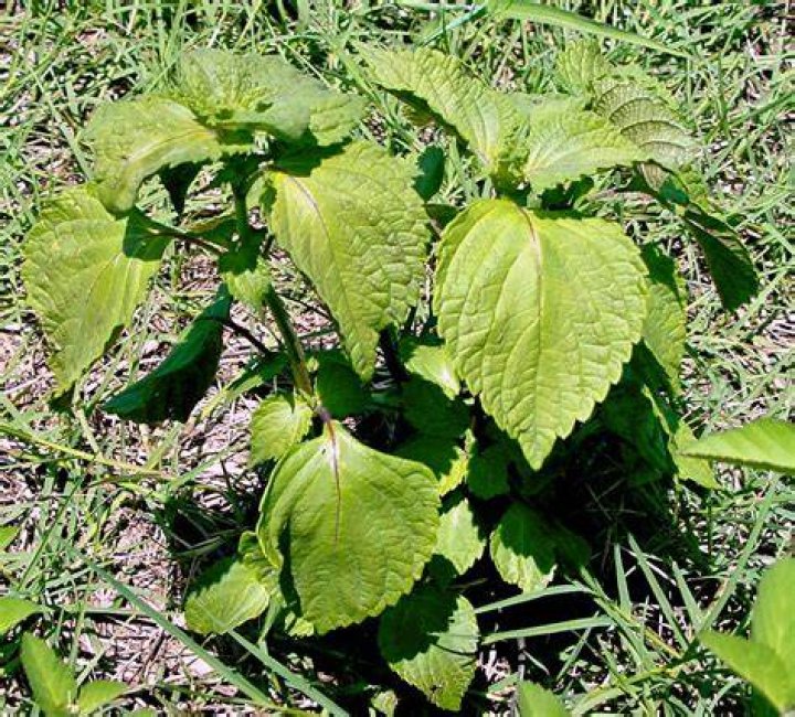 Is perilla mint toxic