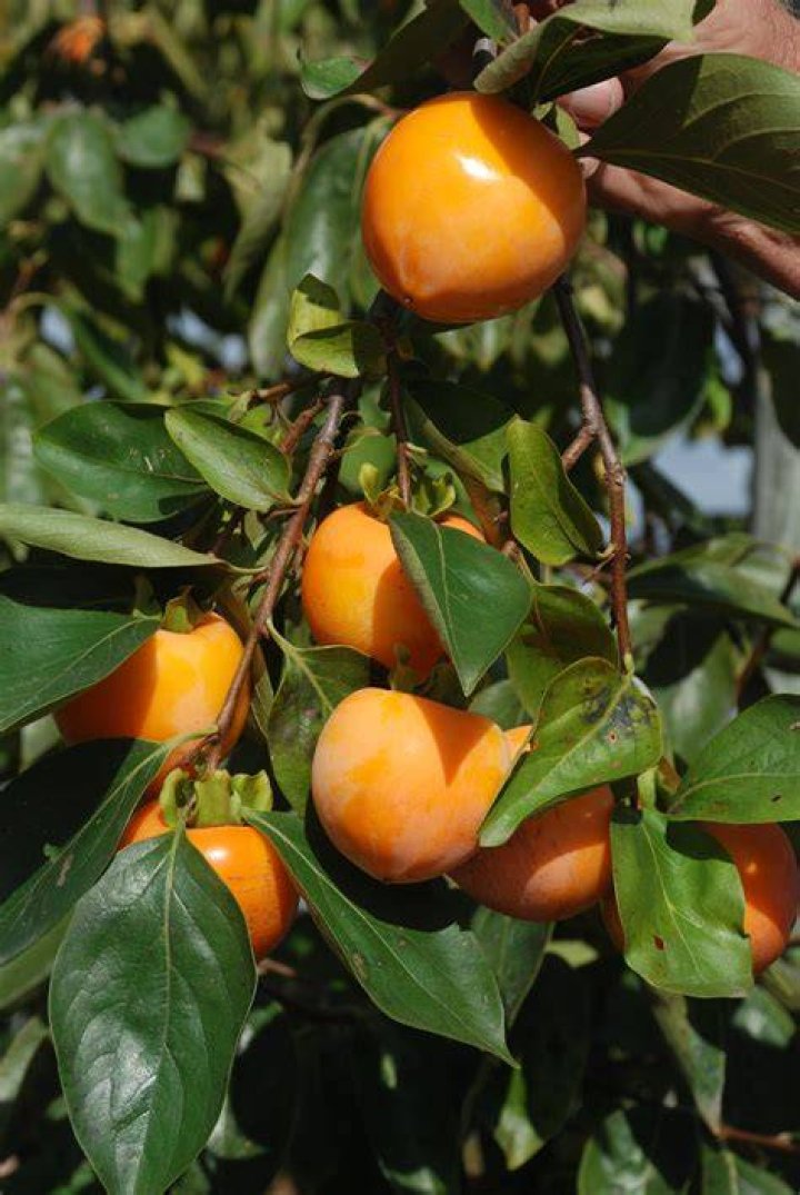 Is Persimmon a hybrid