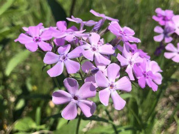 Is phlox a wildflower