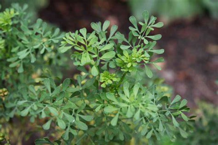 Is Rue herb poisonous