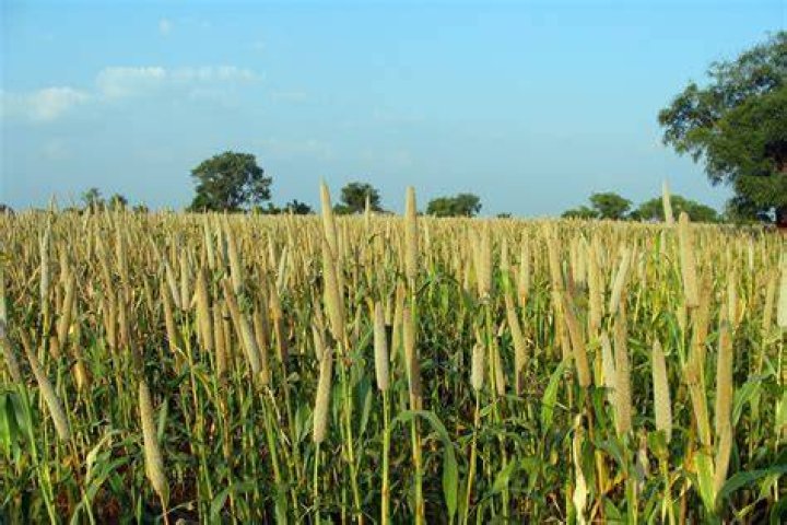 Is rye grown in India
