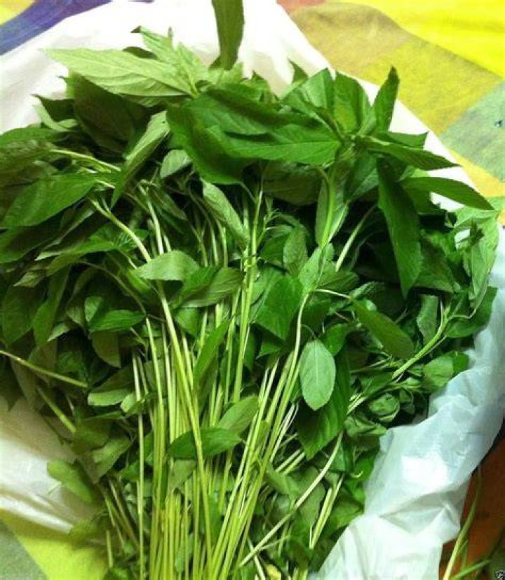 Is saluyot a spinach