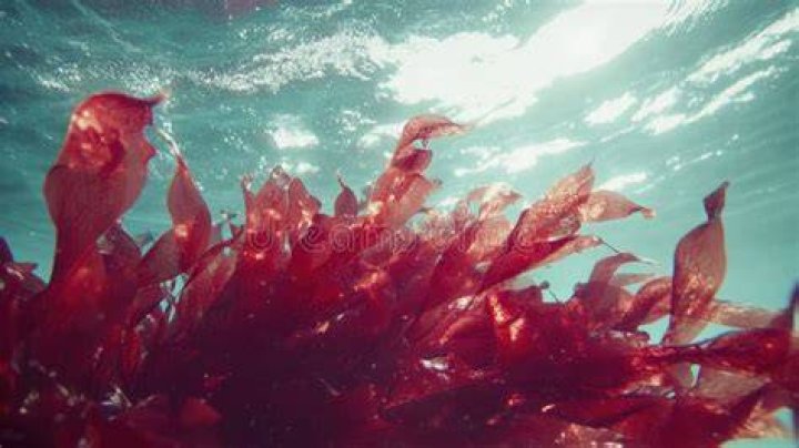 Is seaweed a plankton