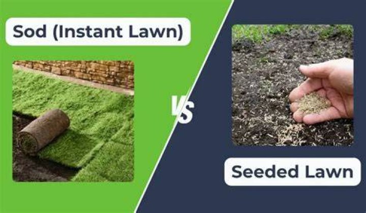 Is sod or seed better