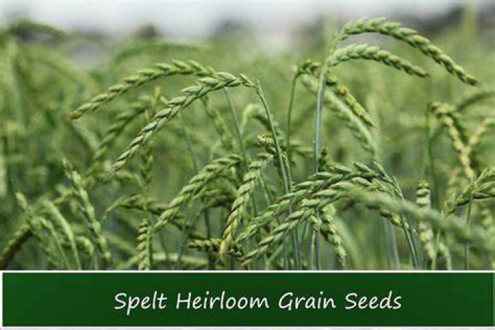 Is spelt easy to grow