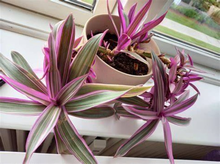 Is Spider plant rare
