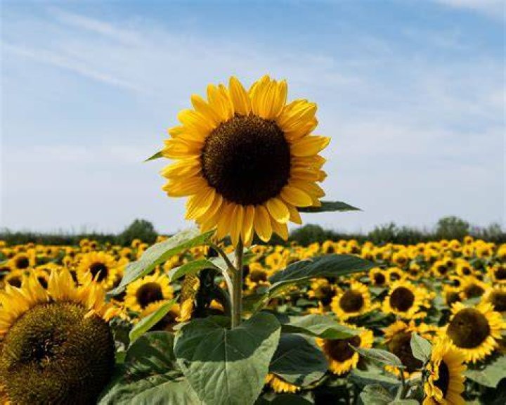 Is sunflower a specie