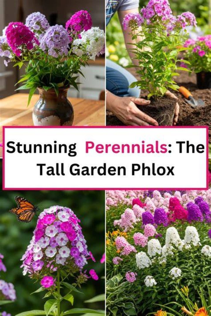 Is tall phlox edible
