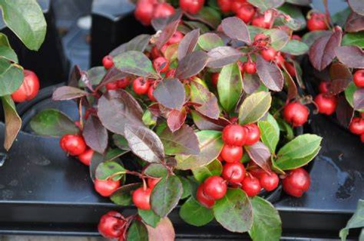 Is Teaberry poisonous