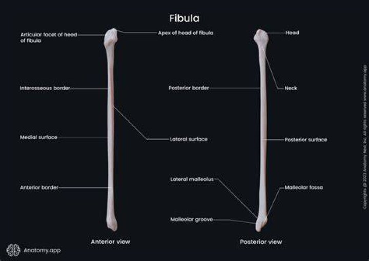Is the fibula hollow