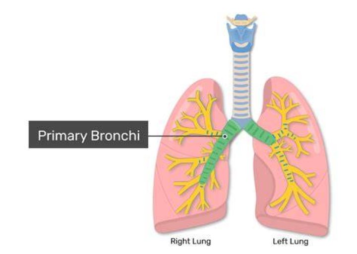 Is the lung a bronchi