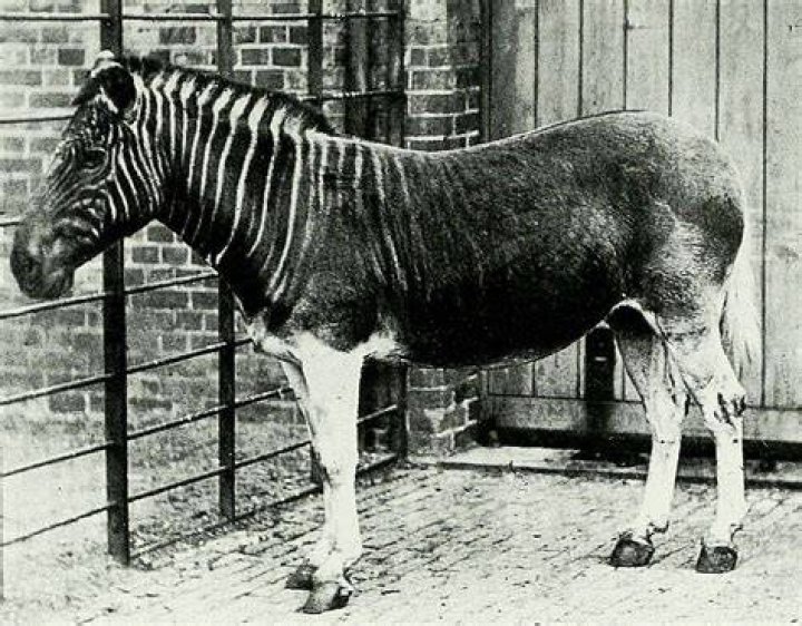 Is the quagga extinct