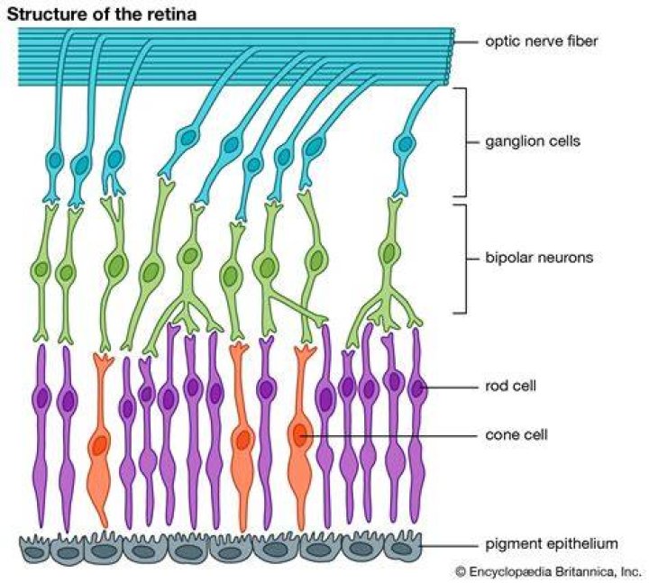Is the Retina a nerve
