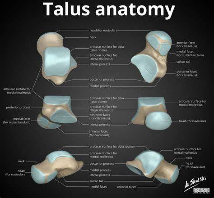 Is the talus concave