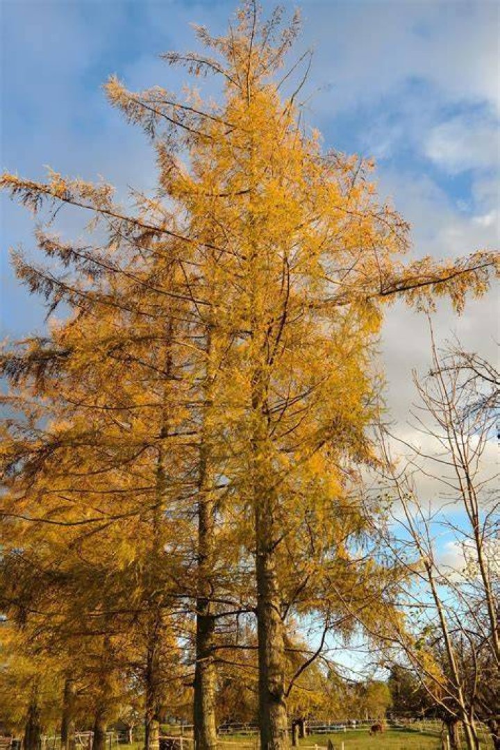Is there a larch tree
