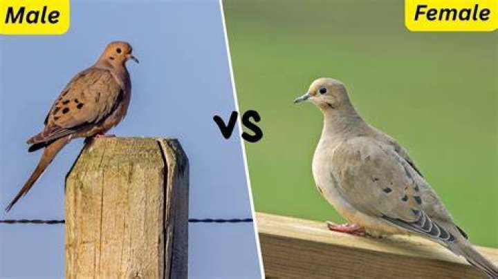 Is there a male dove