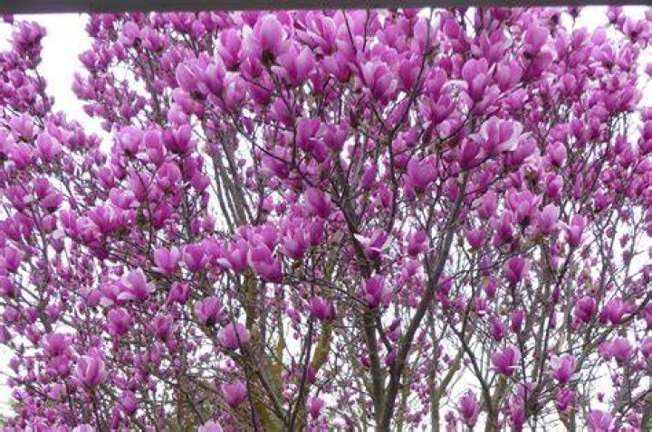Is there a tulip tree