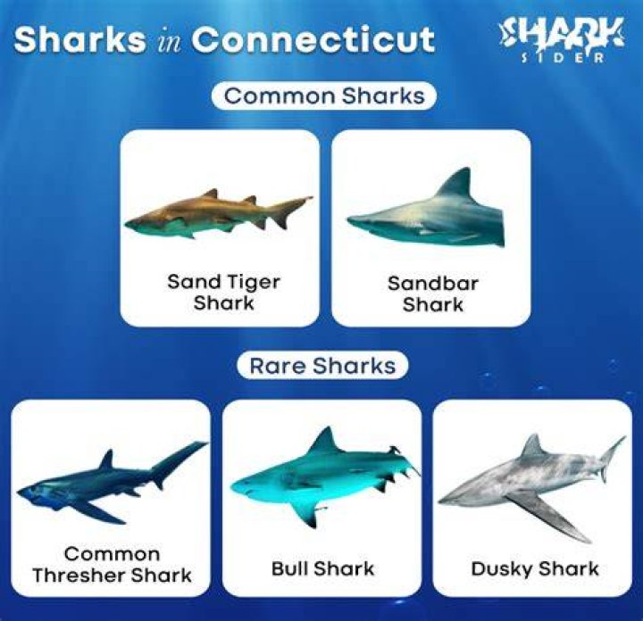 Is there sharks in CT