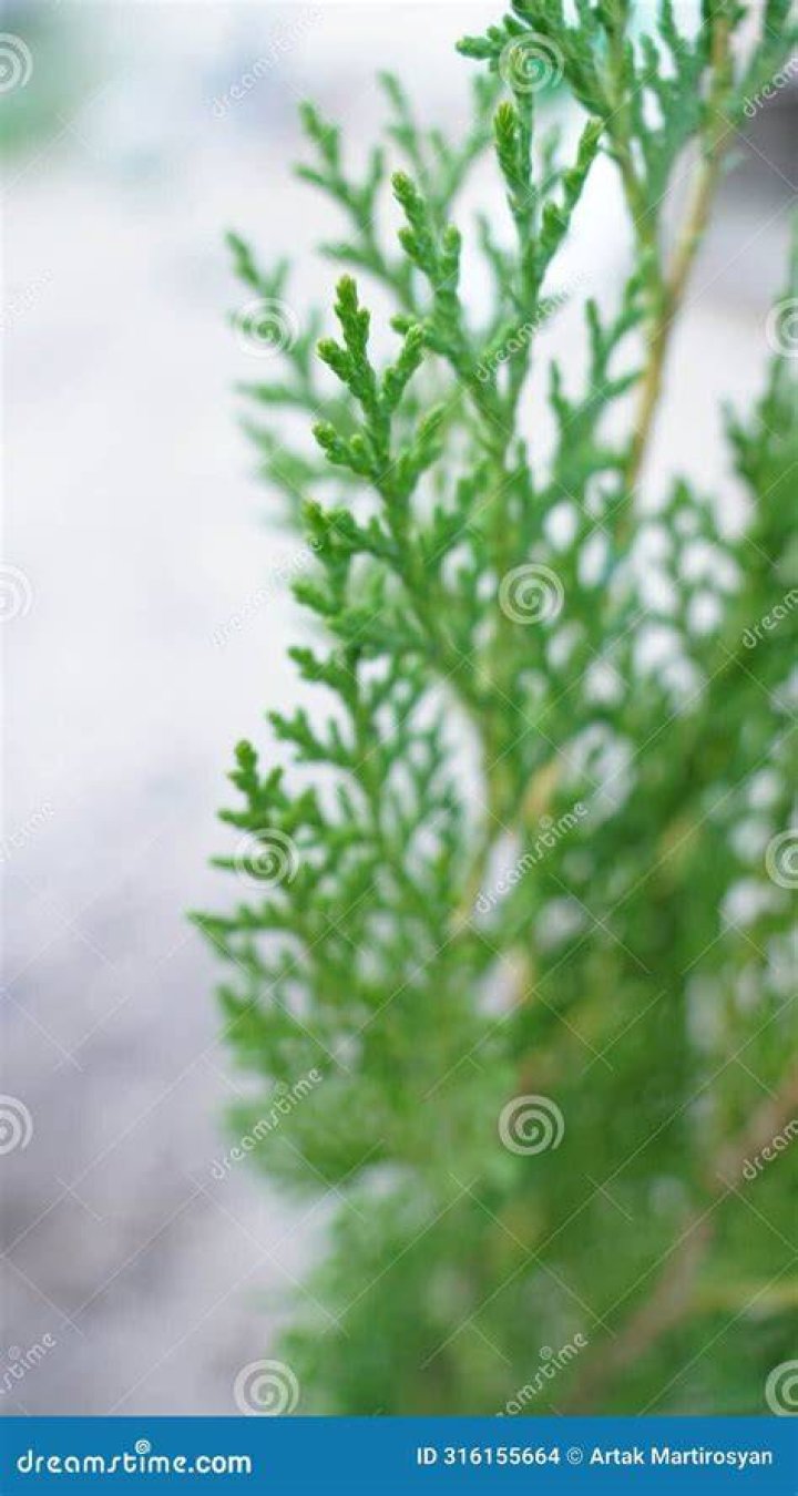 Is Thuja a Gymnosperm