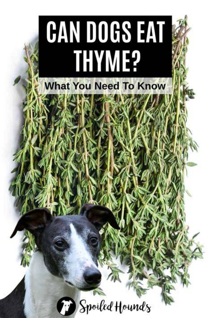 Is thyme bad for dogs