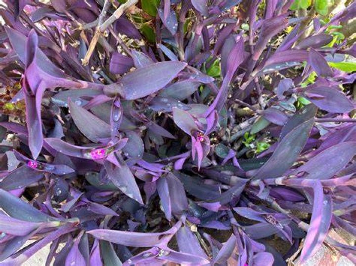 Is Tradescantia toxic
