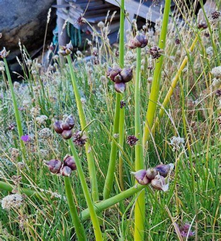 Is tree onion edible