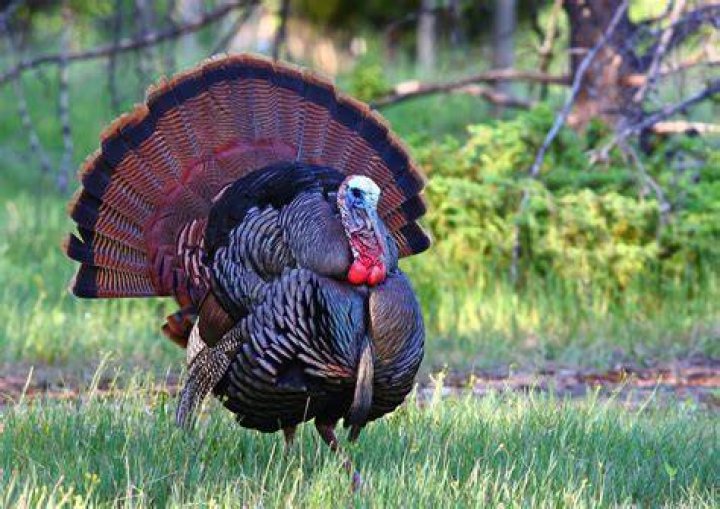 Is Turkey a game bird