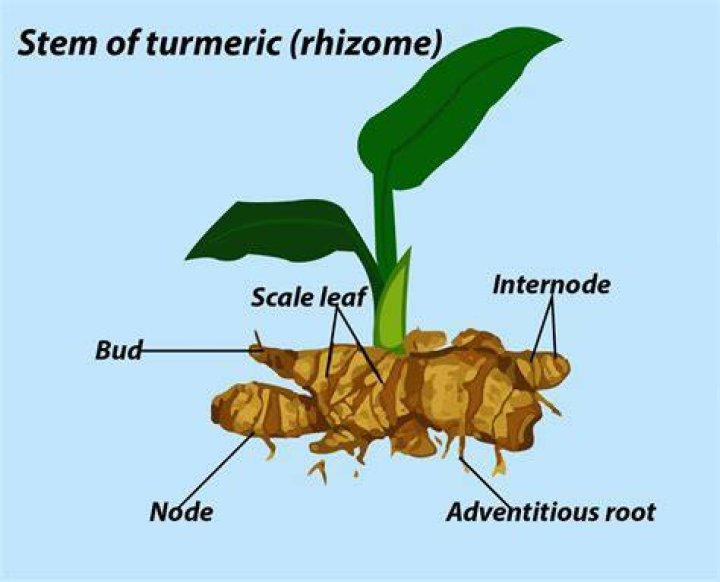 Is turmeric a rhizome