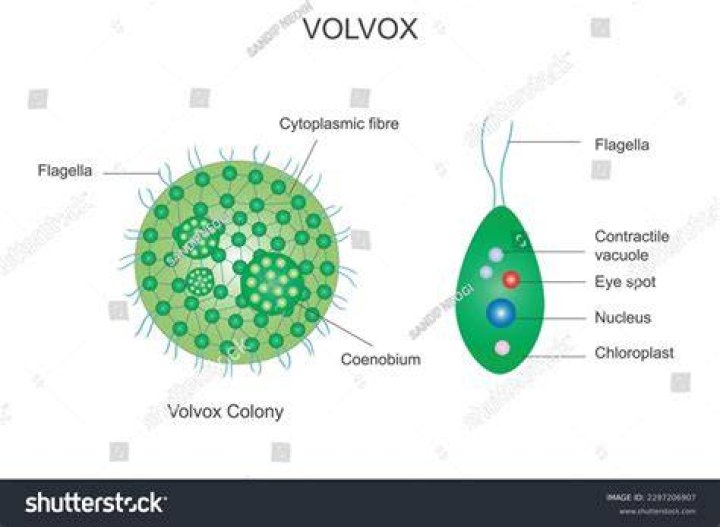 Is Volvox a protozoa