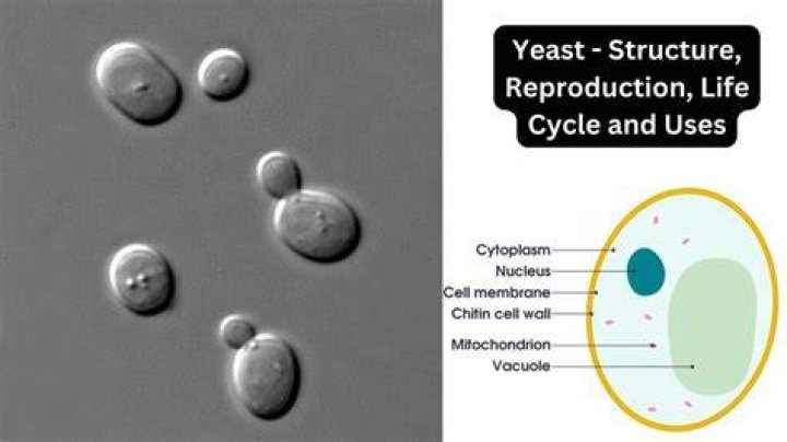 Is Yeast A Zygomycota