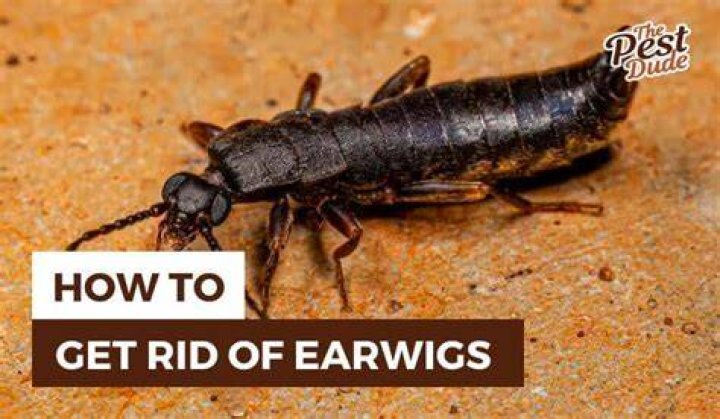 Should I kill earwigs