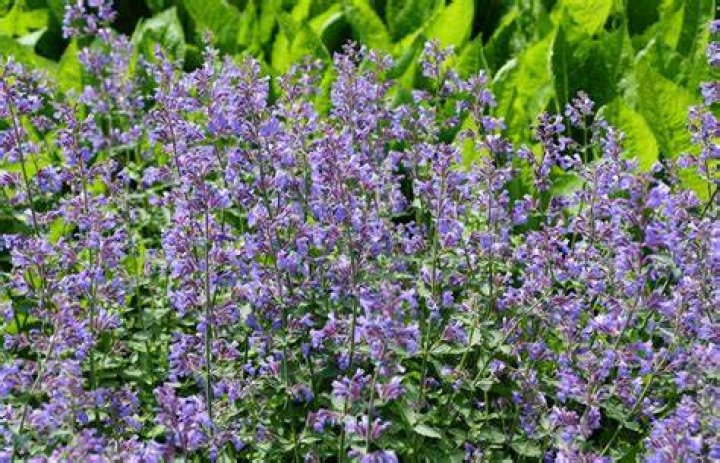 Should I prune Nepeta