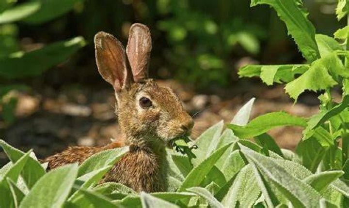 What animal eats mint