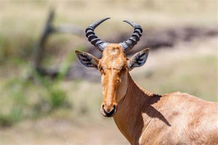 What animals eat Topi