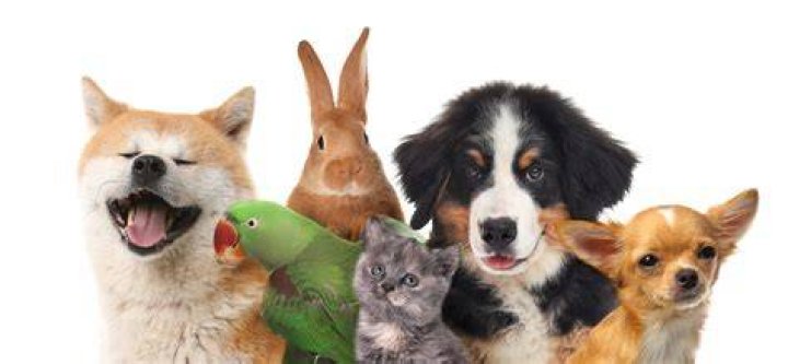 What are all the pets