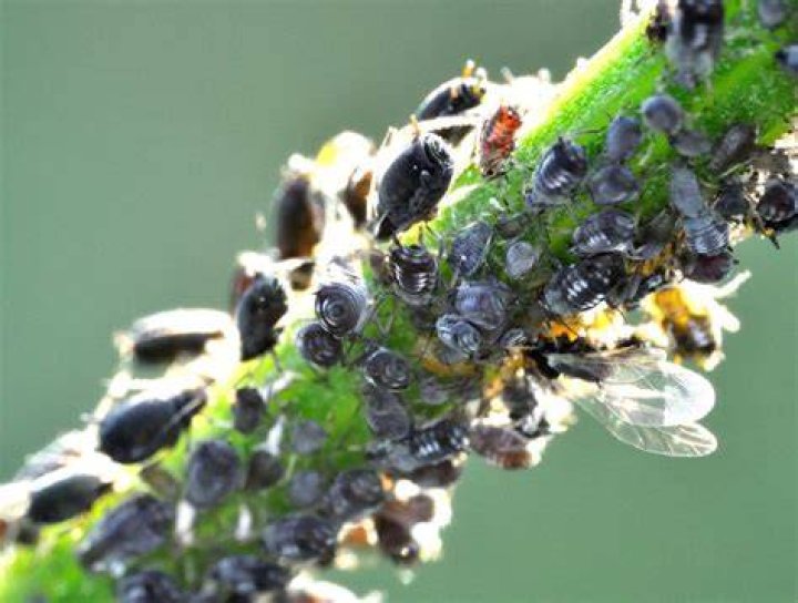 What are black aphids
