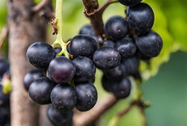 What are black grapes