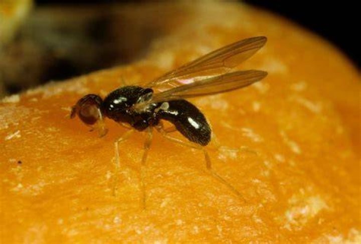 What are carrot flies