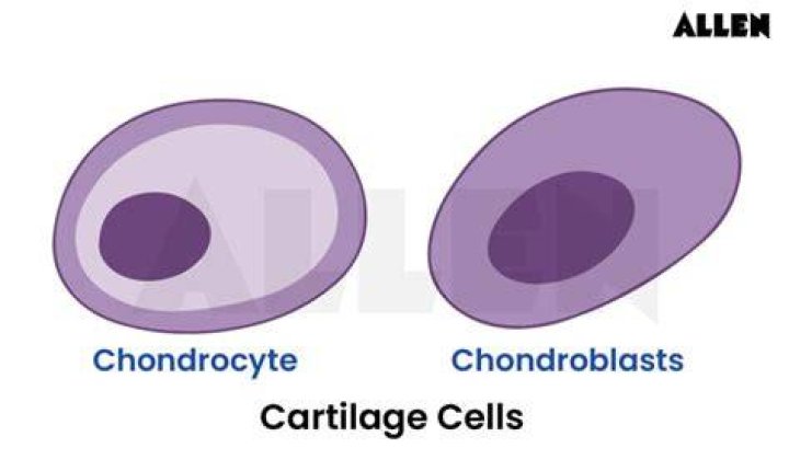 What are chondrocytes
