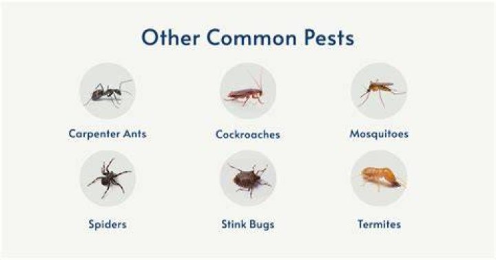 What are common pests