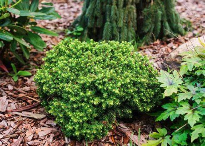 What are dwarf plants