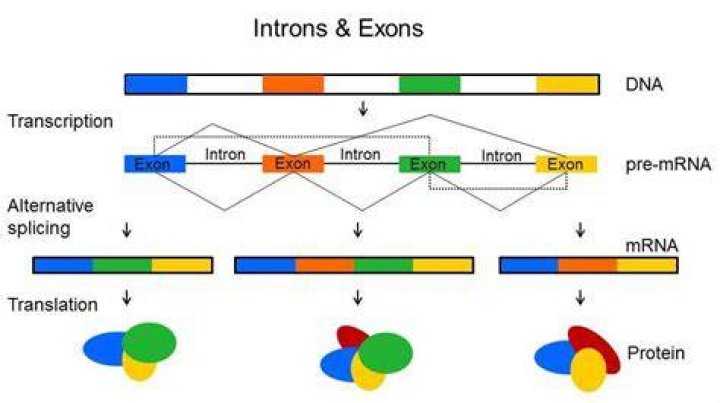 What are exons in DNA